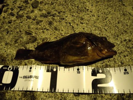 ガシラをあえて狙ってみた